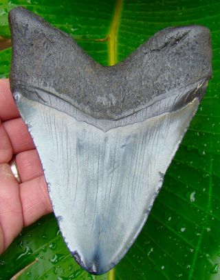 Megalodon Shark Tooth - OVER 5 & 1/4 in.  - REAL FOSSIL - NO RESTORATIONS 2