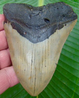 Megalodon Shark Tooth 4 & 1/8 In.  Real Fossil Sharks Teeth - No Restorations