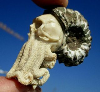 Madagascar Ammonite - Skull - Deer Horn Carving - Cabinet Of Curiosities