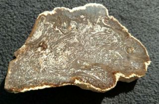 Rare Cyathodendron Cup Fern,  Oligocene,  Catahould Fm. ,  Live Oak Co.  Texas