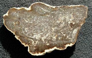 Rare Cyathodendron Cup Fern,  Oligocene,  Catahould Fm. ,  Live Oak Co.  Texas 2