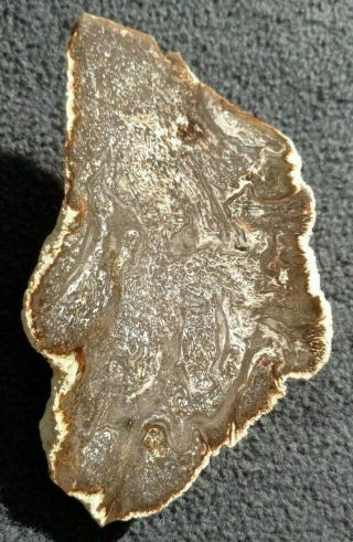 Rare Cyathodendron Cup Fern,  Oligocene,  Catahould Fm. ,  Live Oak Co.  Texas 3