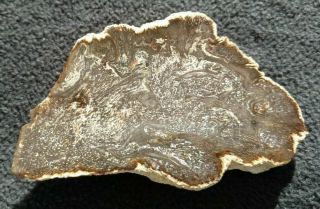 Rare Cyathodendron Cup Fern,  Oligocene,  Catahould Fm. ,  Live Oak Co.  Texas 4