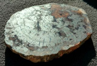Conifer Slab,  W/hematite,  Permian,  Black Water Fm. ,  Queensland Australia