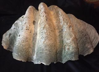 Vintage Giant Natural Clam Shell Tridacna Huge 29” 85 Lbs