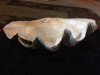 Vintage GIANT NATURAL Clam SHELL Tridacna HUGE 29” 85 Lbs 2