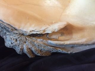 Vintage GIANT NATURAL Clam SHELL Tridacna HUGE 29” 85 Lbs 7