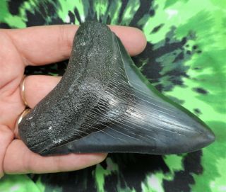 Megalodon Sharks Tooth 3 7/8  Inch No Restorations Fossil Sharks Tooth Teeth