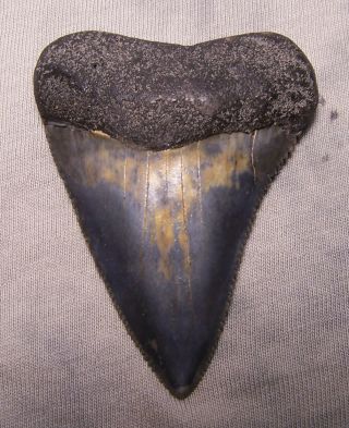 Great White Shark Tooth 2 11/16 " Fossil Teeth Jaw Megalodon Cousin Xxl & Sharp