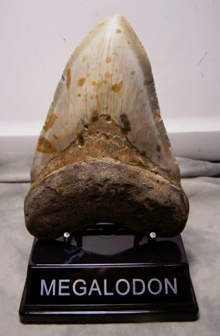 Megalodon Tooth 5 3/8 " Shark Teeth Fossil Jaw Megladon Meg Dive Beast W/display