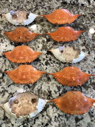 Maryland Blue Crab Shells Cleaned/dried/ 10 Crab Shells