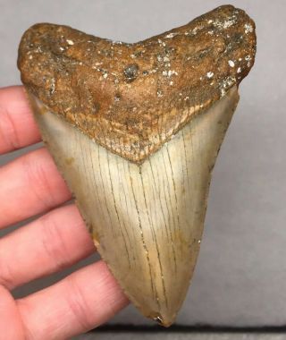 Colorful Megalodon Shark Tooth Fossil Sharks Teeth Necklace Jaws Gem Bone