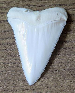 2.  203 " Upper Principle Nature Modern Great White Shark Tooth (teeth)