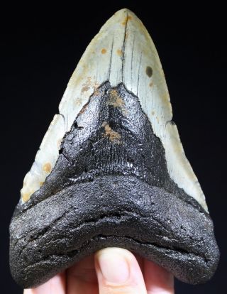 Megalodon Shark Tooth 5.  05 " Extinct Fossil Authentic Not Restored (cg1 - 89)