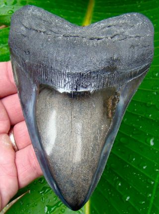 Megalodon Shark Tooth - Over 5 & 1/16 In.  Real Fossil Sharks Teeth - Jaw