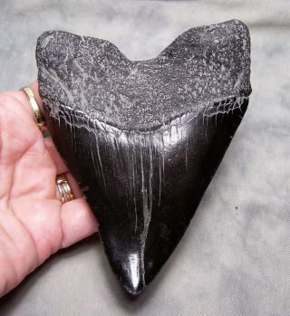 megalodon tooth 4 7/16 