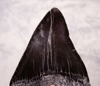 megalodon tooth 4 7/16 