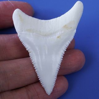 2.  251’ ' Modern Lower Great White Shark Tooth Megalodon Sharks Movie Fan BT66 2