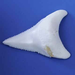 2.  251’ ' Modern Lower Great White Shark Tooth Megalodon Sharks Movie Fan BT66 4