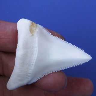 2.  251’ ' Modern Lower Great White Shark Tooth Megalodon Sharks Movie Fan BT66 6