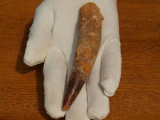 Massive Spinosaurus Dinosaur Tooth Fossil 4.  73 " Inches 112 Million Years Old