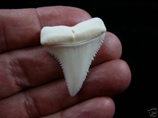 (s410 - 4) 1 - 1/2 " Modern Great White Shark Tooth Teeth Jewelry Sharks Pendant