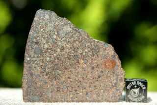 Nwa 10686 L3 Primitive Chondrite Meteorite 9.  4 Gram Part Slice Simply