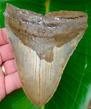 Megalodon Shark Tooth 5 & 1/8 In.  Real Fossil Sharks Teeth - No Restorations