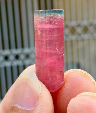 Wow 22 C.  T Top Class Damage Terminated Bi Color Tourmaline Crystal