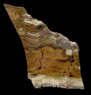 Extinctions - Very Cool Strelley Pool Stromatolite Fossil - 3.  4 Billion Years Old
