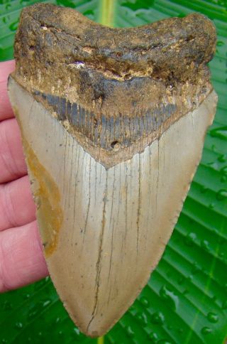 Megalodon Shark Tooth 4 & 5/16 In.  Real Fossil Sharks Teeth - No Restorations