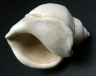Very Rare Tylospira Gilli 31.  8 Mm Australia Pliocene Fossil Seashell