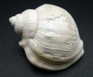 Very rare Tylospira gilli 31.  8 mm Australia Pliocene fossil seashell 2