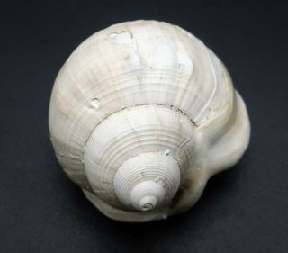Very rare Tylospira gilli 31.  8 mm Australia Pliocene fossil seashell 3
