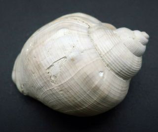 Very rare Tylospira gilli 31.  8 mm Australia Pliocene fossil seashell 4