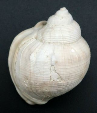 Very rare Tylospira gilli 31.  8 mm Australia Pliocene fossil seashell 5