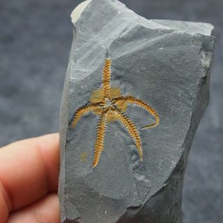 Starfish Ophiure Echinoderms Ordovician Fossil Natural Fossilien
