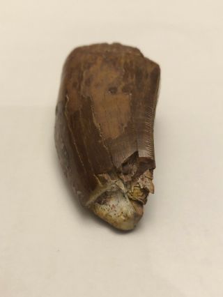 Partial T - Rex Tooth