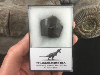Tyrannosaurus Rex Tooth Chunk 07 - Montana,  Hell Creek,  T Rex,  Dinosaur Fossil