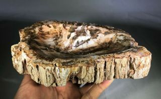 Petrified Wood Ashtray From Madagascar – Mbpwas08