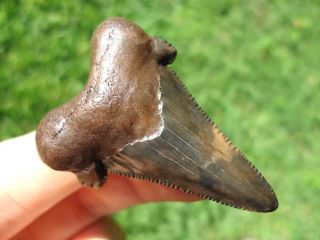 Camouflage Suwannee River Auriculatus Shark Tooth Sharks Teeth Florida Fossils @