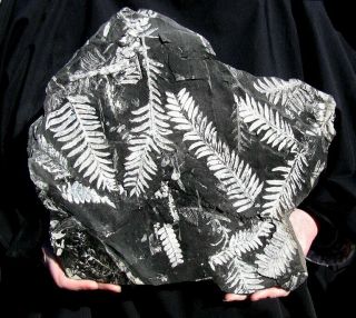 Extinctions - Huge,  Top Quality Textbook White Fern Fossil Display Plate - 3 Types