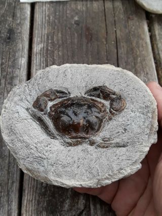 3D Fossil Crab awesome color Pulalius Vulgaris 2