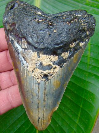 Megalodon Shark Tooth Almost 5 In.  Real Fossil Sharks Teeth - No Restorations