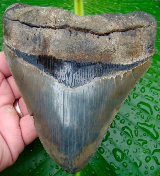 Megalodon Shark Tooth - Monster 5 & 13/16 In.  Over 19 Oz.  & Almost 5 In.  Wide
