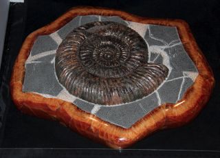 Ammonite Paleoart Speetoniceras Fossil Russia Fossil