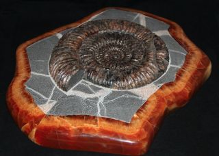 Ammonite Paleoart Speetoniceras Fossil Russia Fossil 3