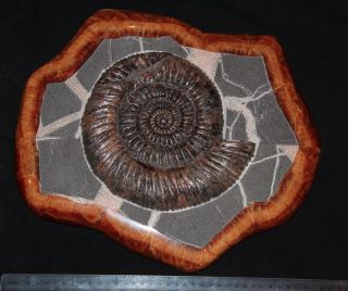 Ammonite Paleoart Speetoniceras Fossil Russia Fossil 4