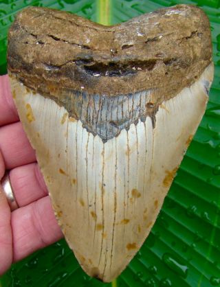 Megalodon Shark Tooth Over 4 & 13/16 - Real Fossil - No Restorations