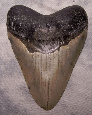 Megalodon Tooth 4 3/4 " Shark Teeth Fossil Jaw Megladon Meg Scuba Diver Big Tooth